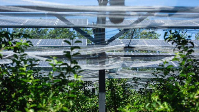 Dispositif agrivoltaïque à la Station d’expérimentations de La Pugère – sur pommiers – Crédit Photo Sun Agri (15)