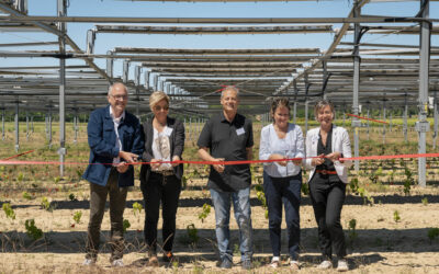 Sun’Agri inaugure sa nouvelle installation viticole agrivoltaïque à Saint-Restitut (26)